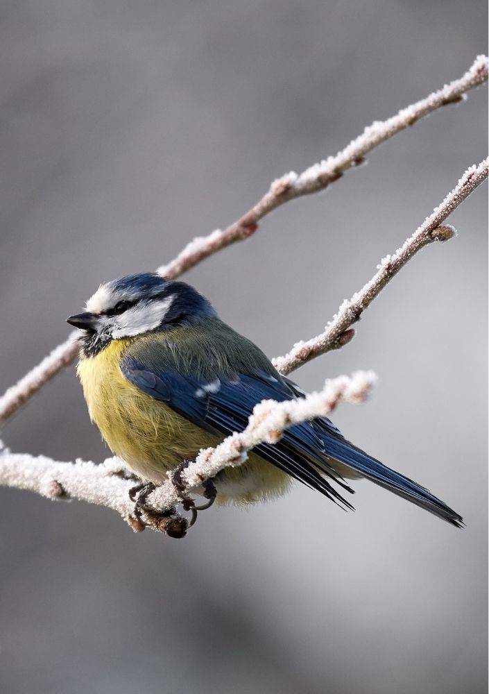 bluetit portrait