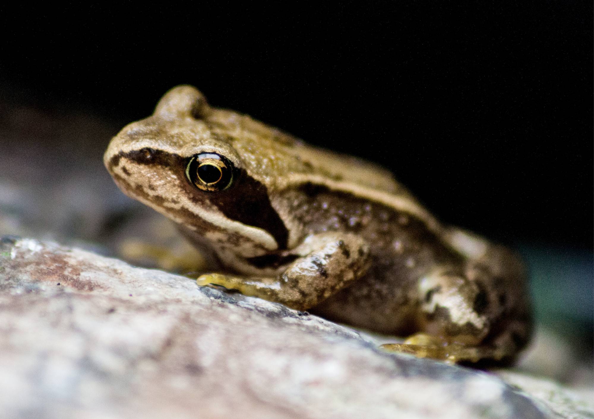 Frog - Nigel's Blog