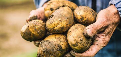 HANDS AND POTATOES