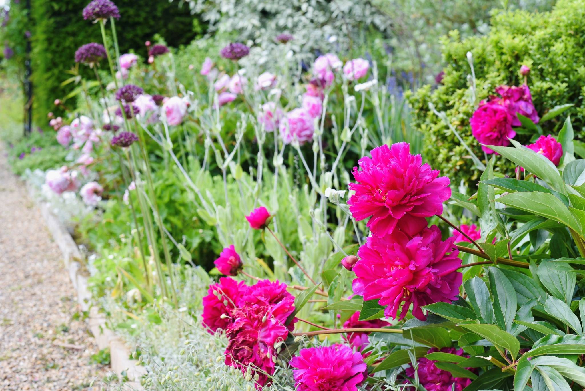 Hoveton dahlia borders