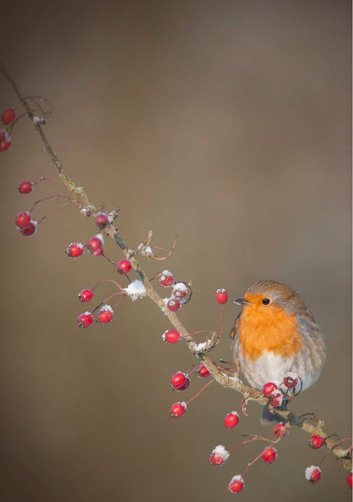 robin portrait