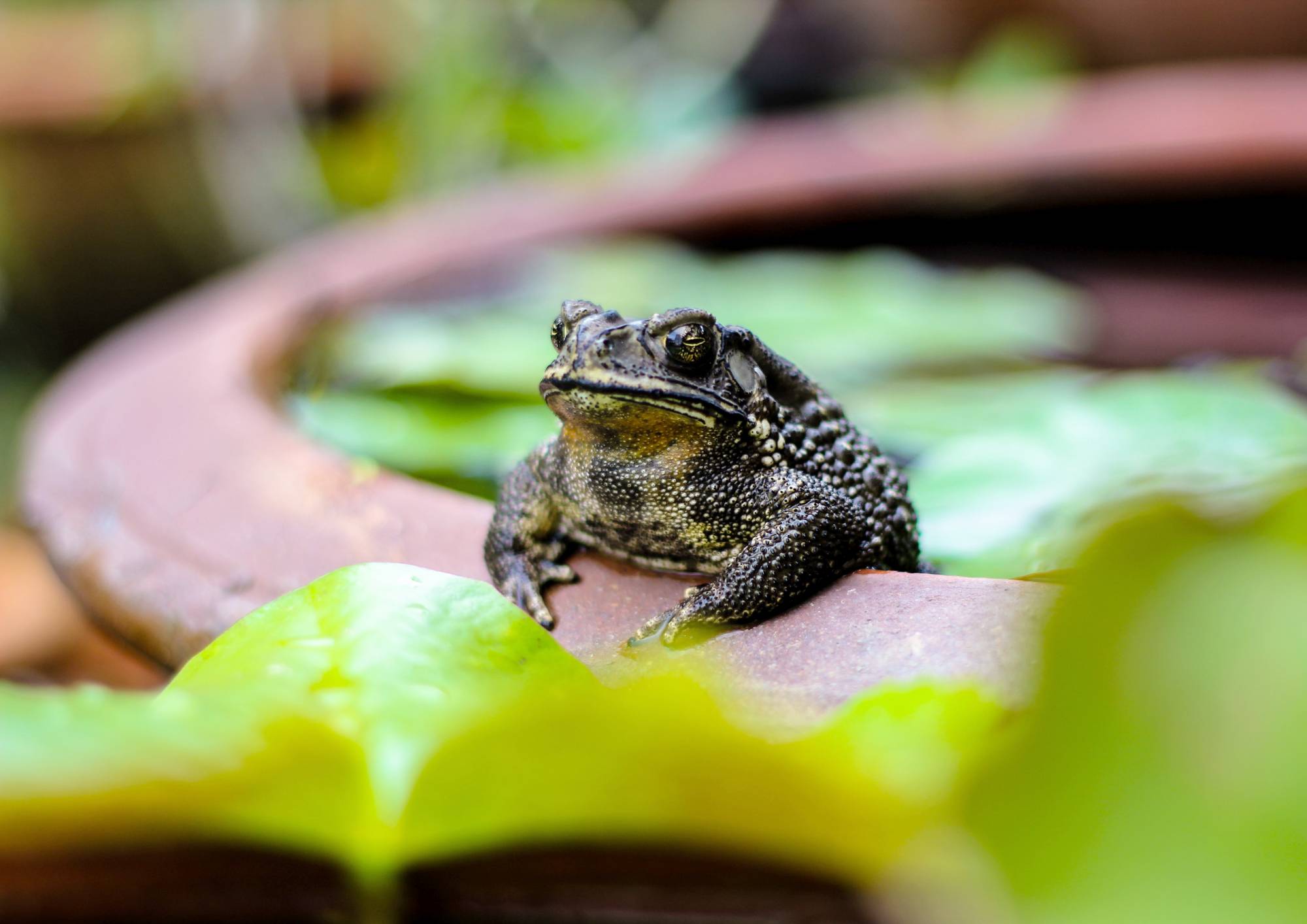 Frogs 2 - Nigel's Blog