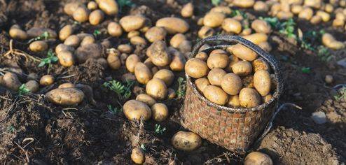 BASKET OF POTATOES