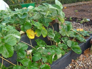 3 Tier Strawberry Beds