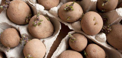 CHITTING POTATOES