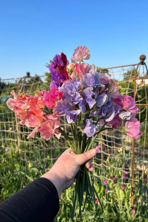 Nicole bunch of sweet peas