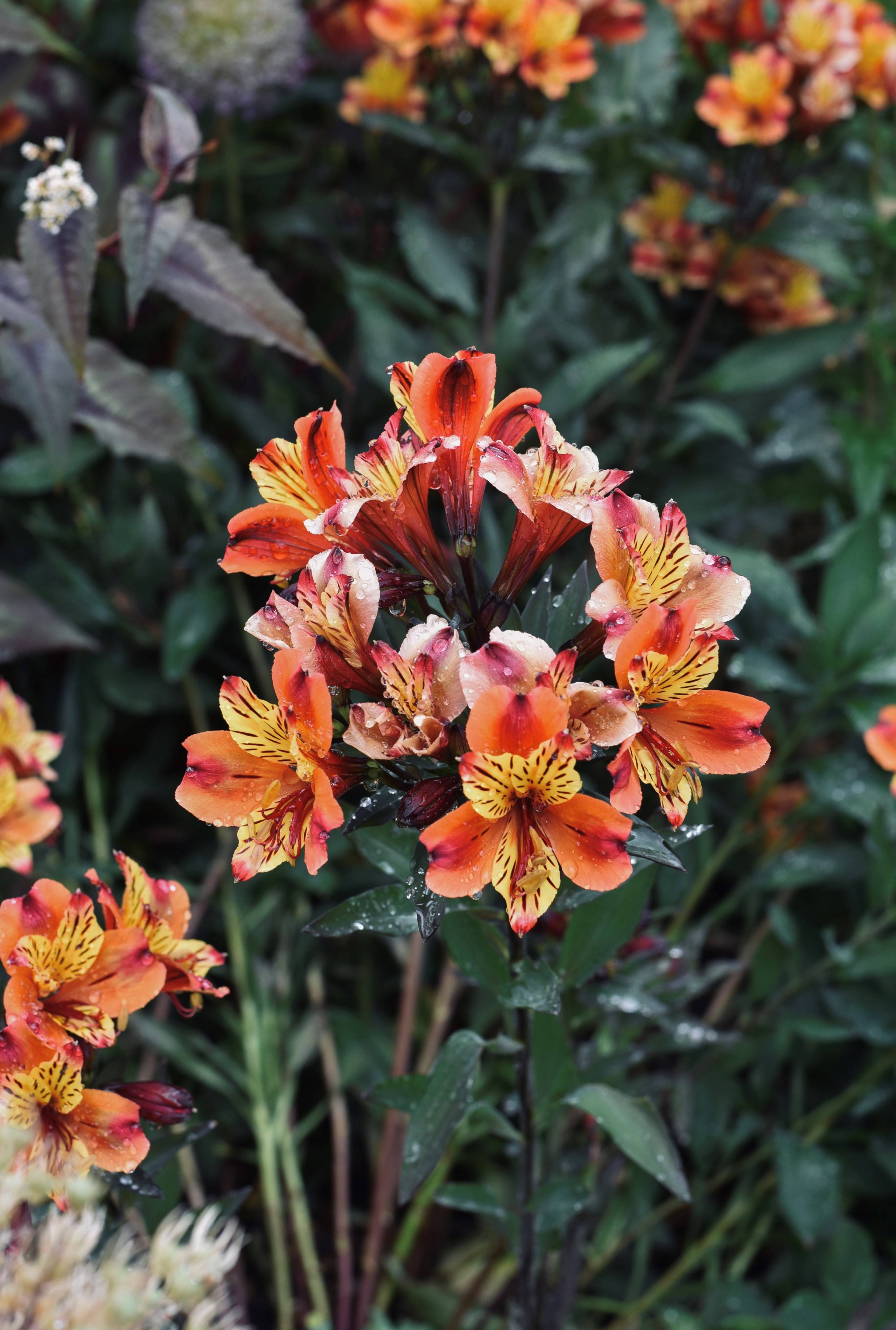 Bishops Garden watery flowers