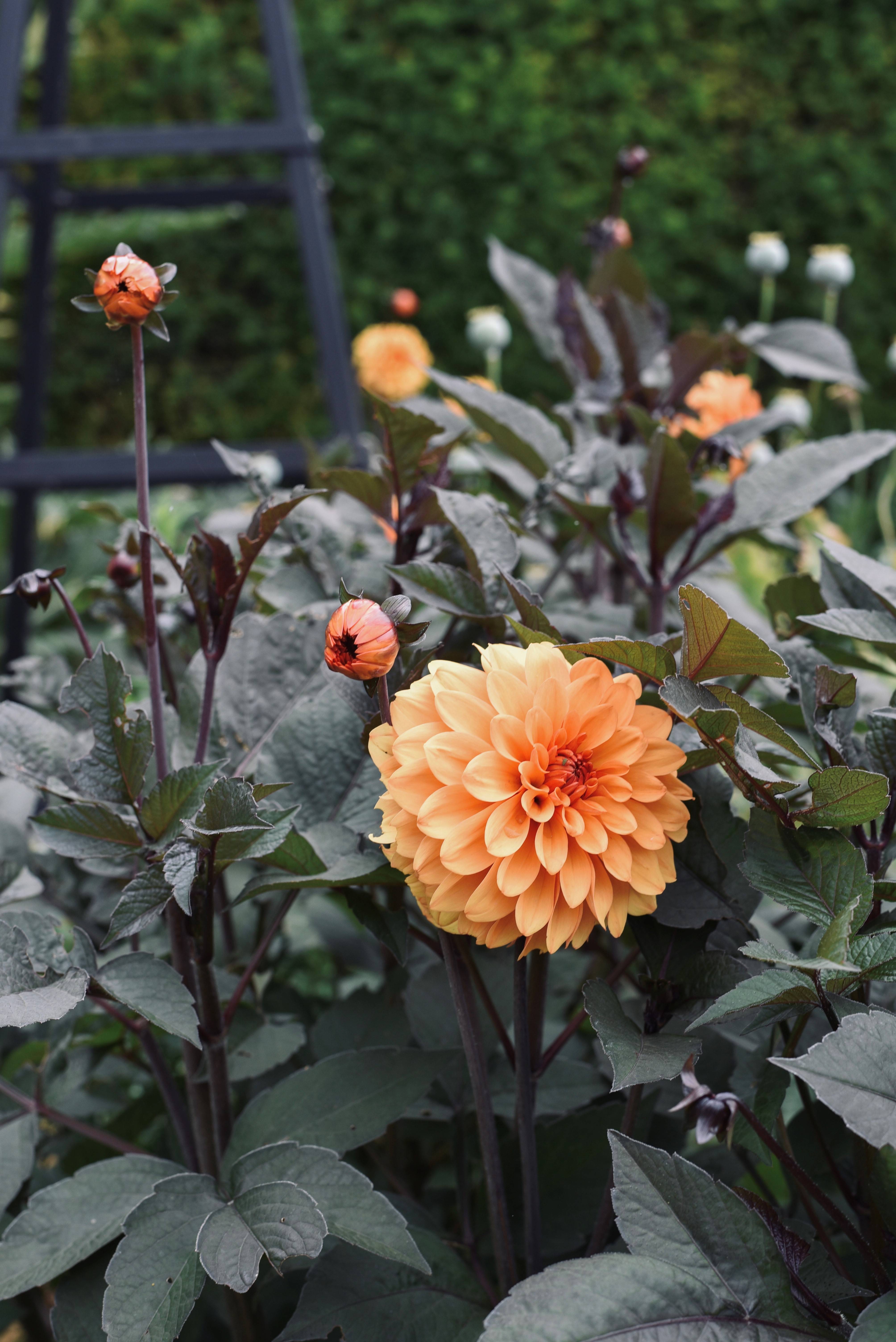 Bishops Garden Single Dahlia