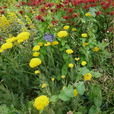 Achillea