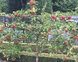 Espalier-Apples-270917