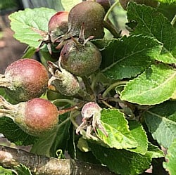 Apples-Forming-070619