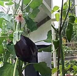 Aubergines-and-Peppars-090819