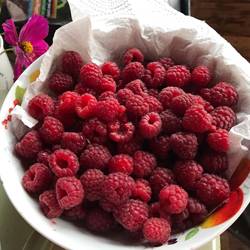 Autumn-Raspberries-300819