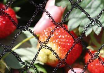 How To Protect Your Plants With Garden Netting Birds Can Decimate Fruit Crops Taking The Ripe Before You Ve Had A Chance To Pick It So What Is Best And Most Cost Effective Way Protect