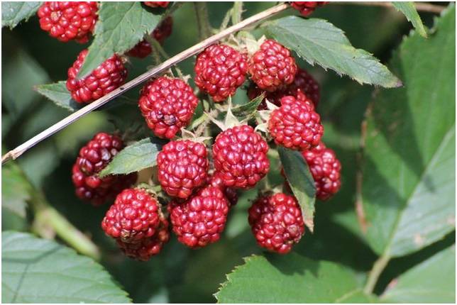 Blackberries Wildlife Gardening