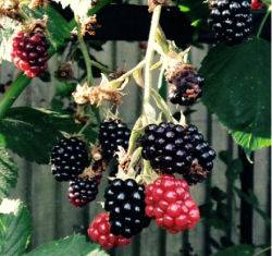 Blackberry Harvest 160816