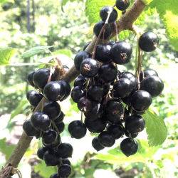 Blackcurrants 150716