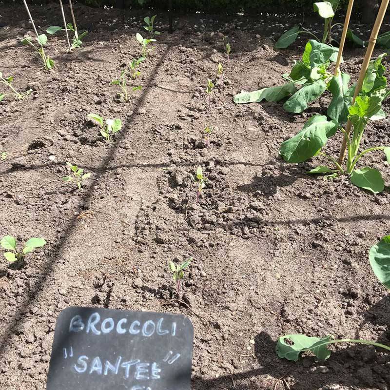 Brassica Cage 2