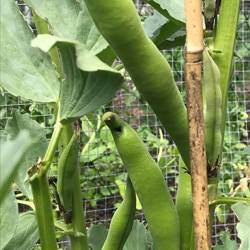 Broad-Beans-070619