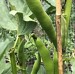 Broad-Beans-290719