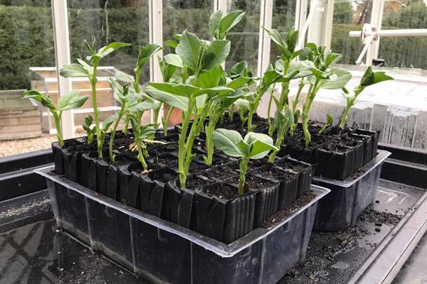 November 2020 update Broad Beans