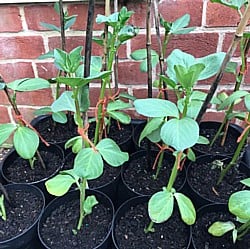 Broad-Beans-050220