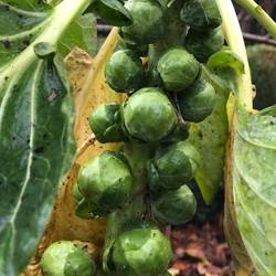 Brussels-Sprouts-091219