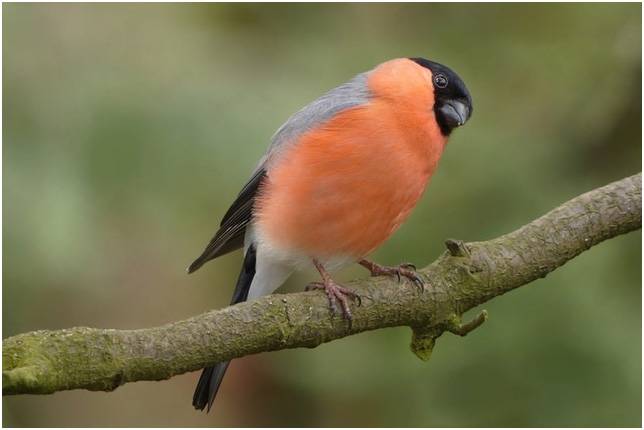 Bullfinch Image