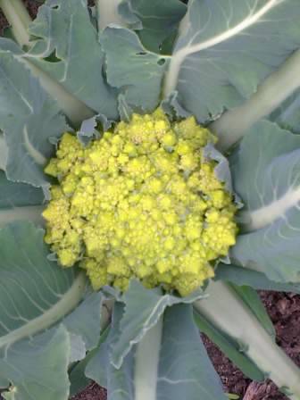 calabrese romanesco