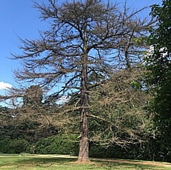 Cedar-Pine-090819