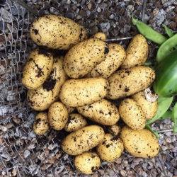 Charlotte-Potatoes-110716
