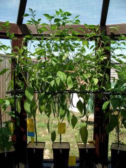 Chilli Plants2