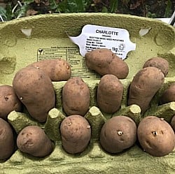 Potatoes-Chitting-100120