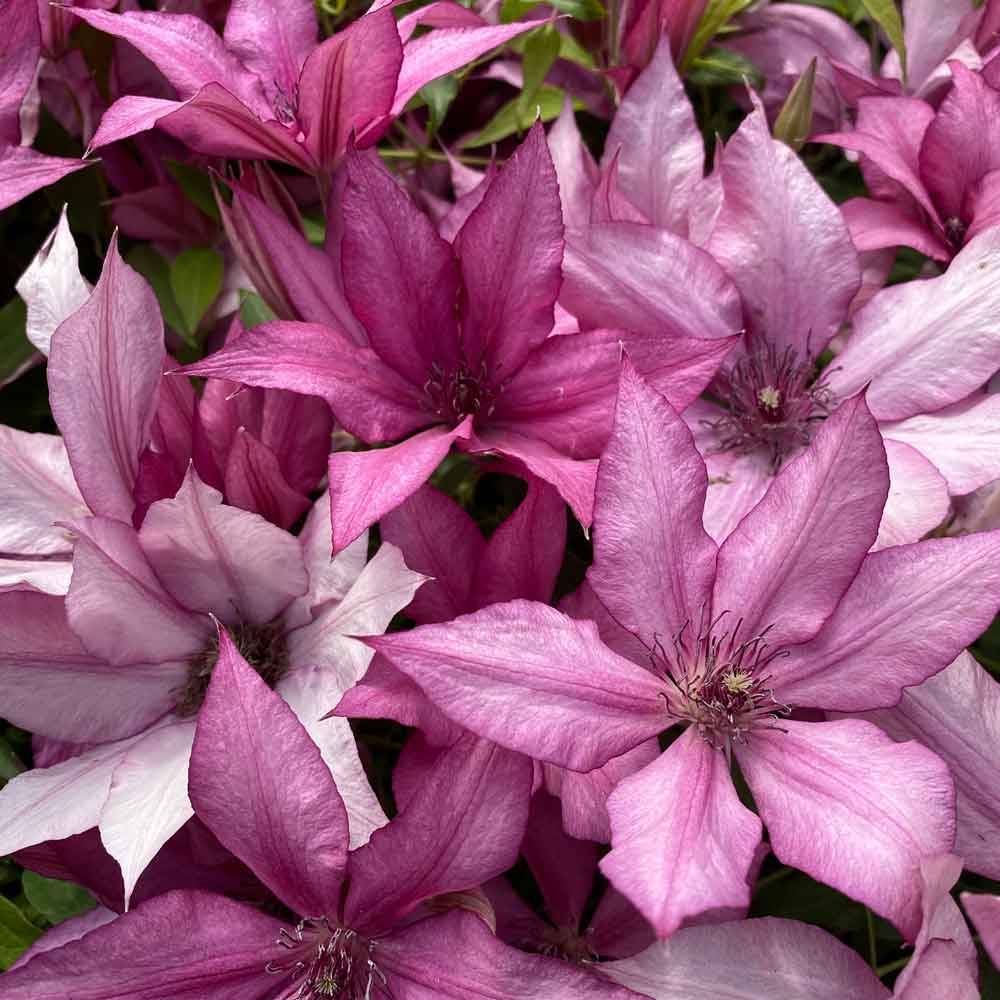 Clematis Giselle Evipo