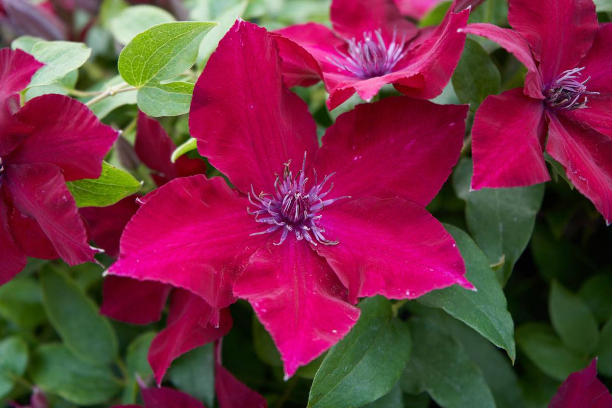 Clematis Nubira Evipo