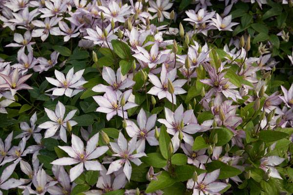 Clematis Samaritan 2