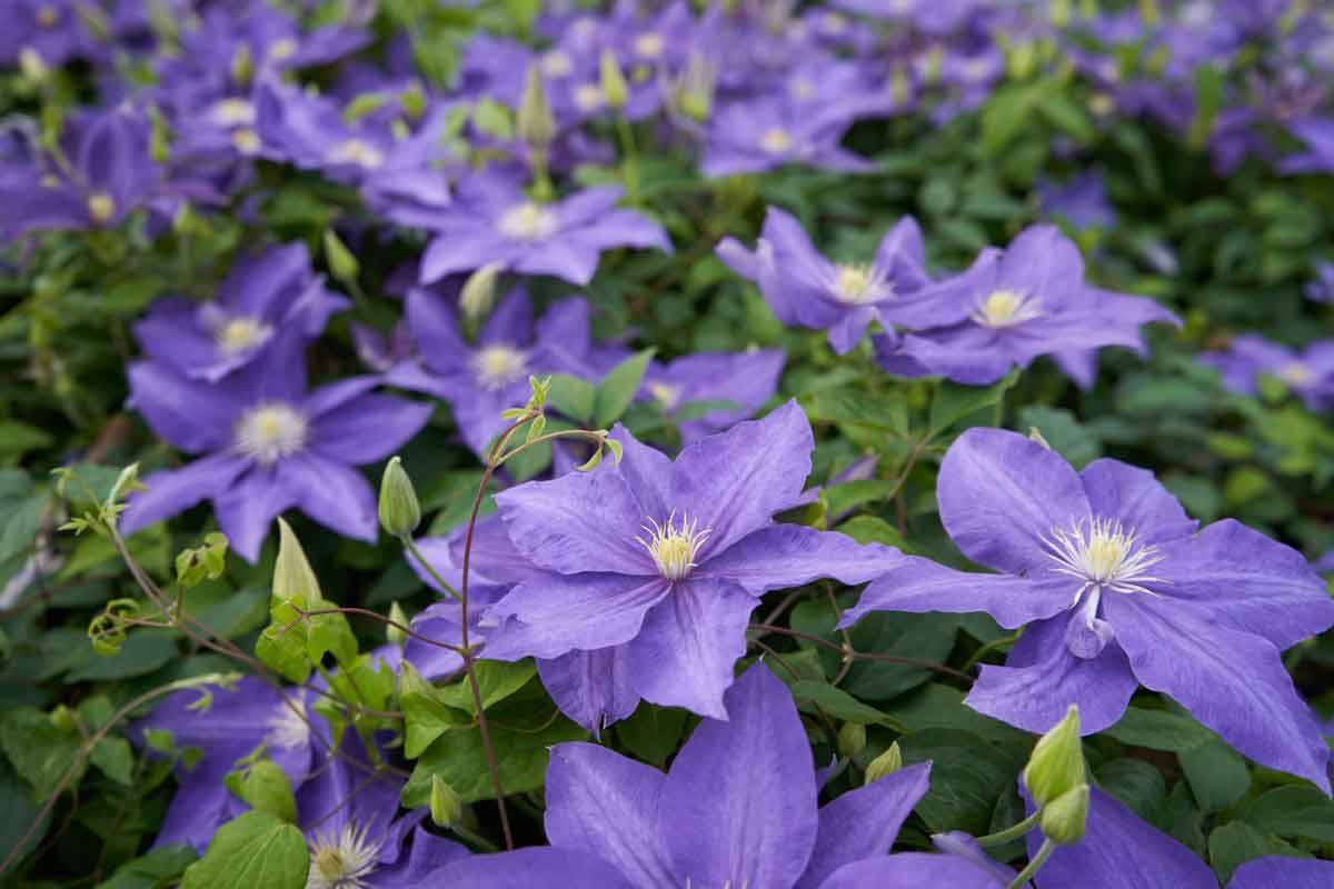 Clematis Duchess of Cornwall