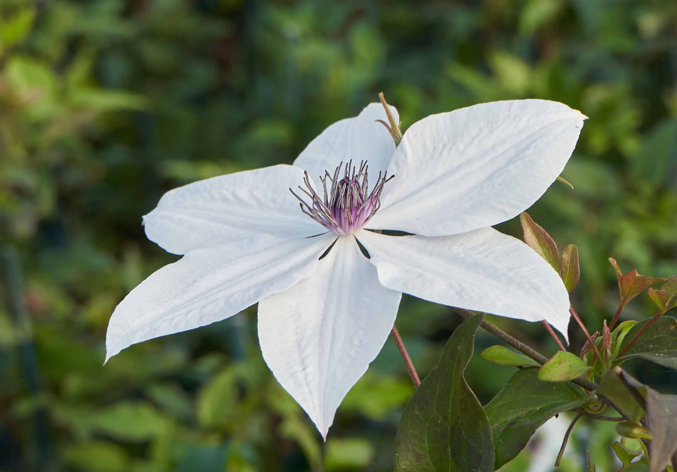 Clematis Tsukiko 2