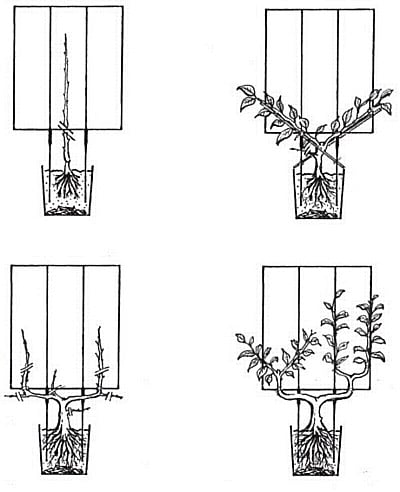 Espalier / Cordon Frame Instructions