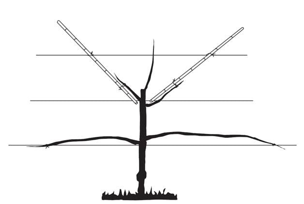 Cordon Trees 2