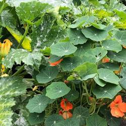 Courgette-Bed-050719