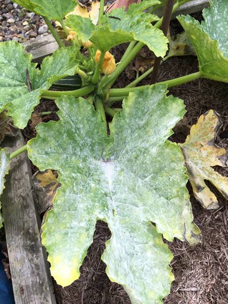 Courgettes Mildew 2