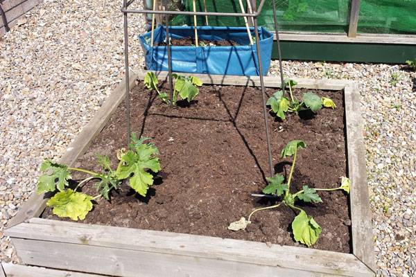 Courgettes Raised Beds 2