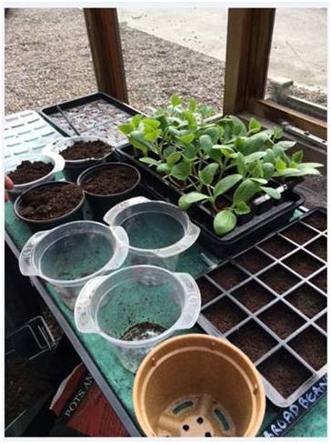 Courgettes Potting On 1