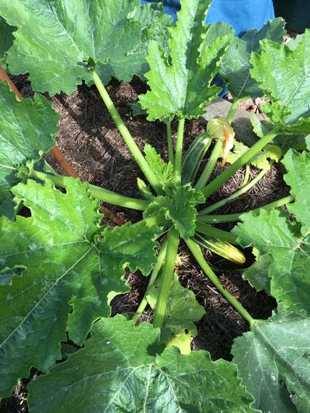 Courgettes in Raised Beds Harrod Garden