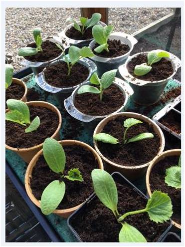 Courgettes Potting On 3