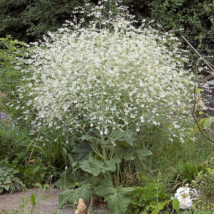 Crambe