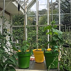 Cucumber-Plants-310519