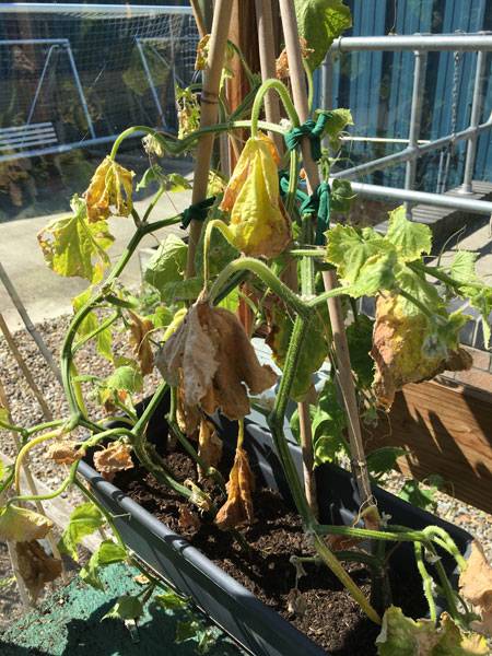 Cucumber Plants - Harrod HQ Garden