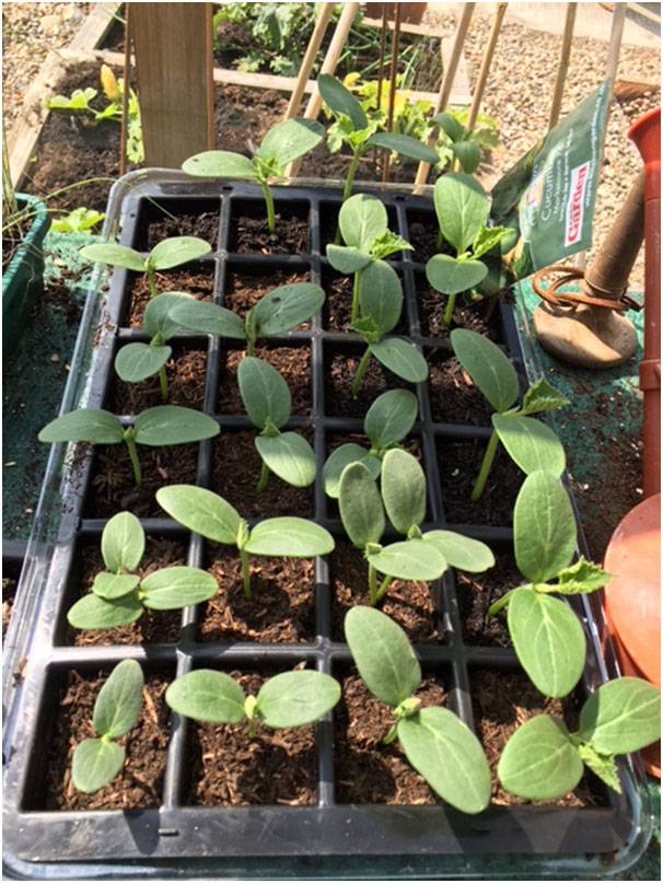 Cucumber seedlings 2